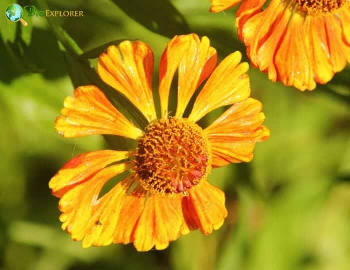 Helenium Flower