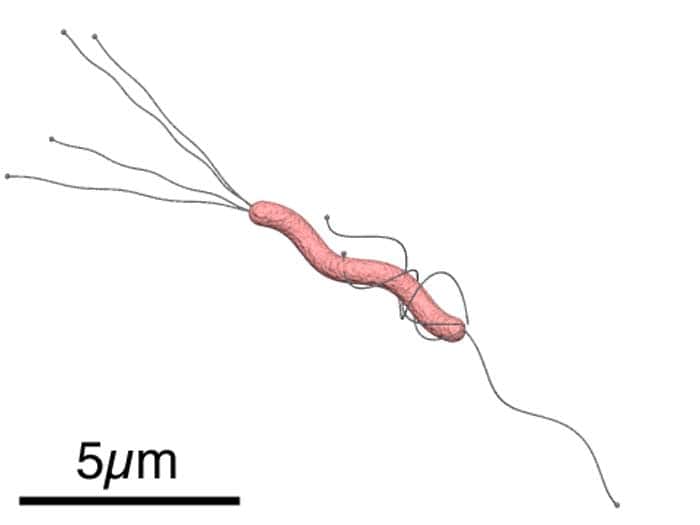 Helicobacter pylori diagram