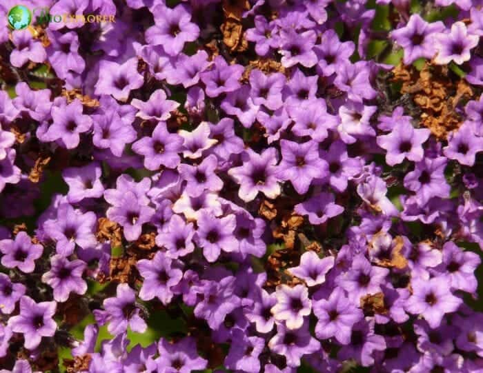 Heliotrope Flowers
