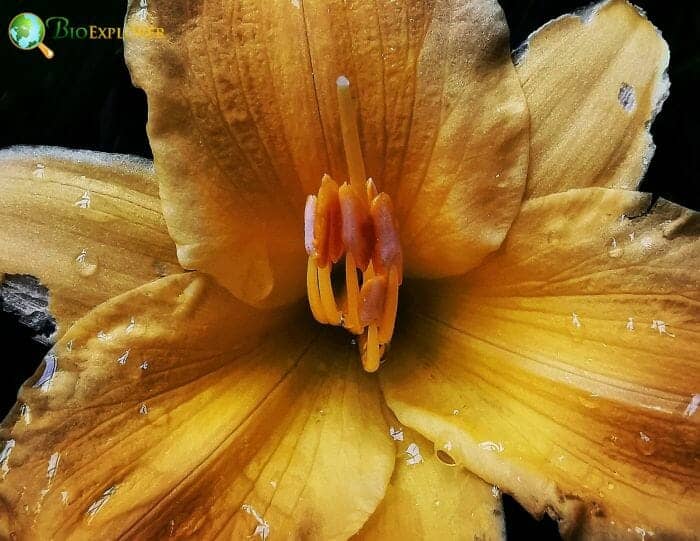 Hemerocallis Flower