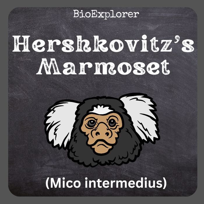 Hershkovitz's Marmoset Characteristics | Mico Intermedius Facts