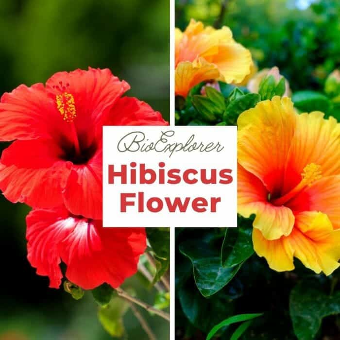 Hibiscus BIO