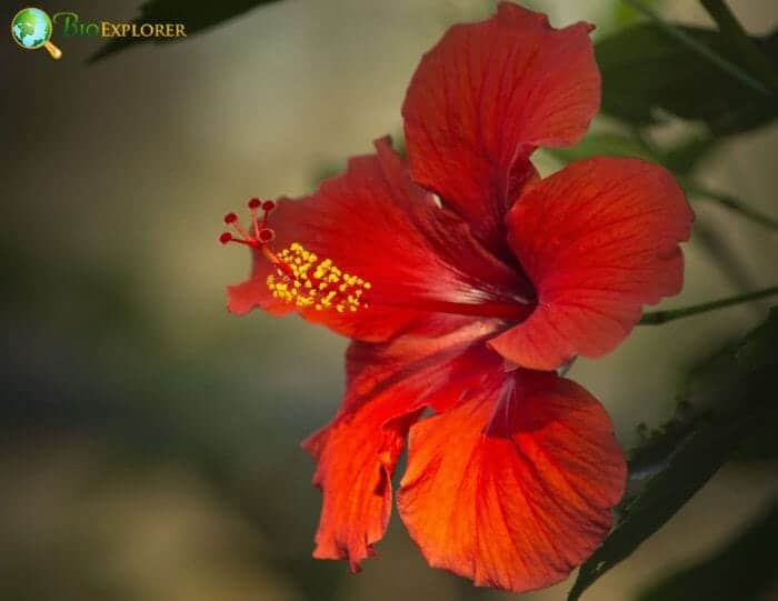 Hibiscus Flower, Rose Mallow, Trumpet-shaped Flower