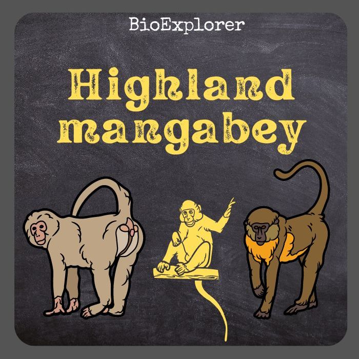 Highland Mangabey