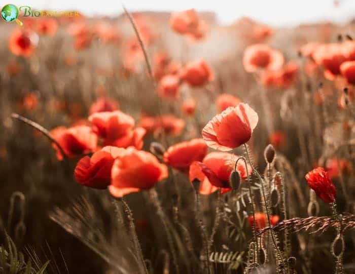 History and Symbolism Of Poppies