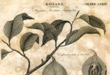 History of Botany