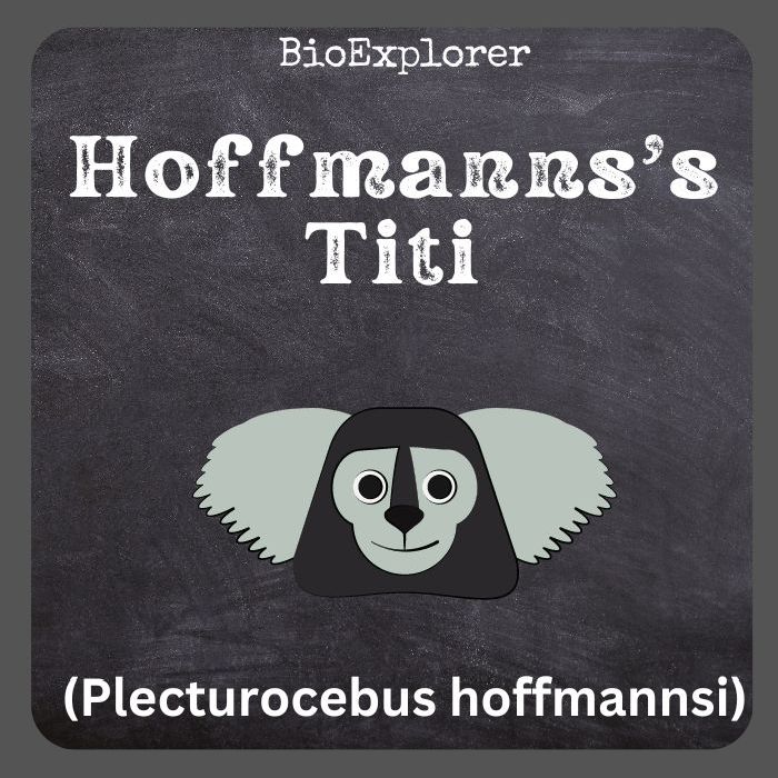 Hoffmann's Titi