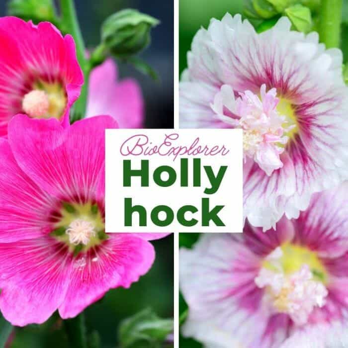 Hollyhock Flowers
