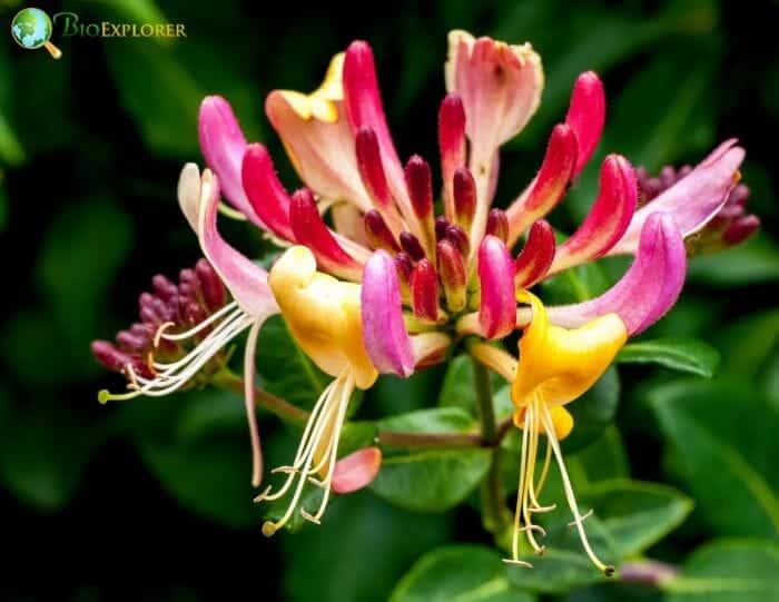 Honeysuckle Flowers