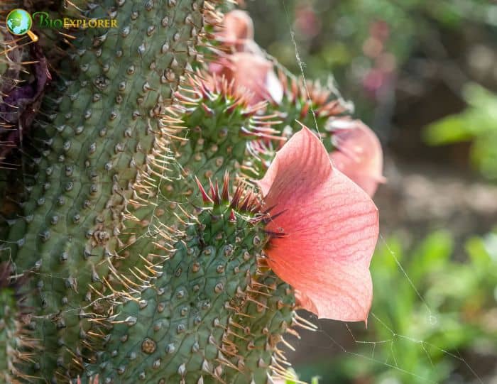Hoodia Cactus 