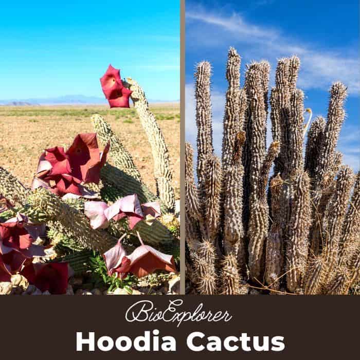 Hoodia Cactus