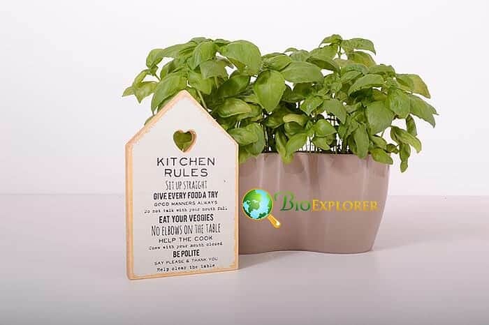 How Do I Keep Indoor Vegetables Moist While Im Away Traveling?