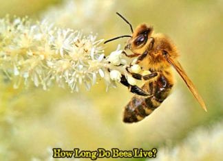 How Long Do Bees Live?