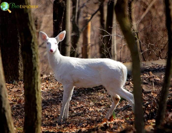 Albino Deer | Rare White Deer | Fun Facts | BioExplorer