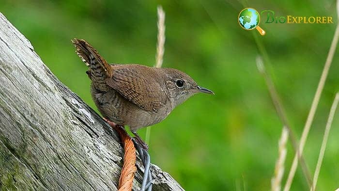 How Do Young Wrens Obtain Their Nutrients To Meet Their Daily Energy Needs?