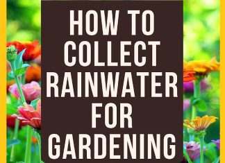 How To Collect Rainwater For Gardening?