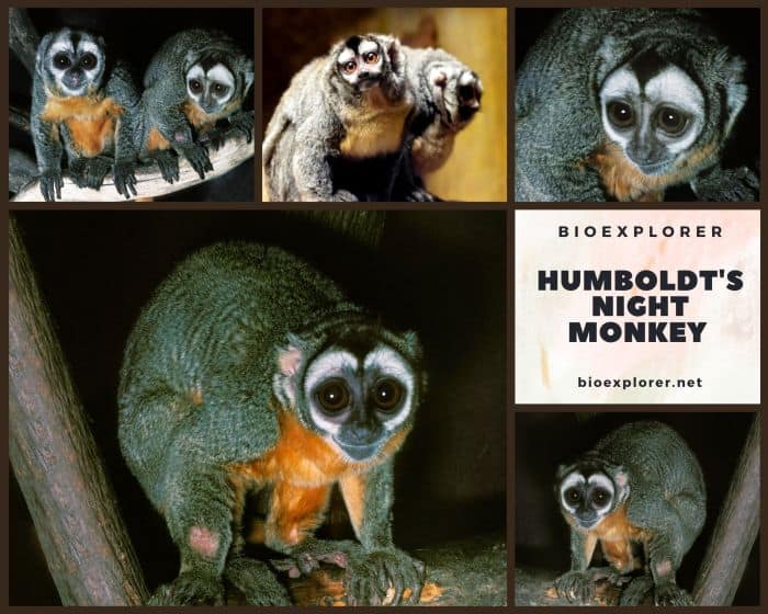 Humboldt's Night Monkey