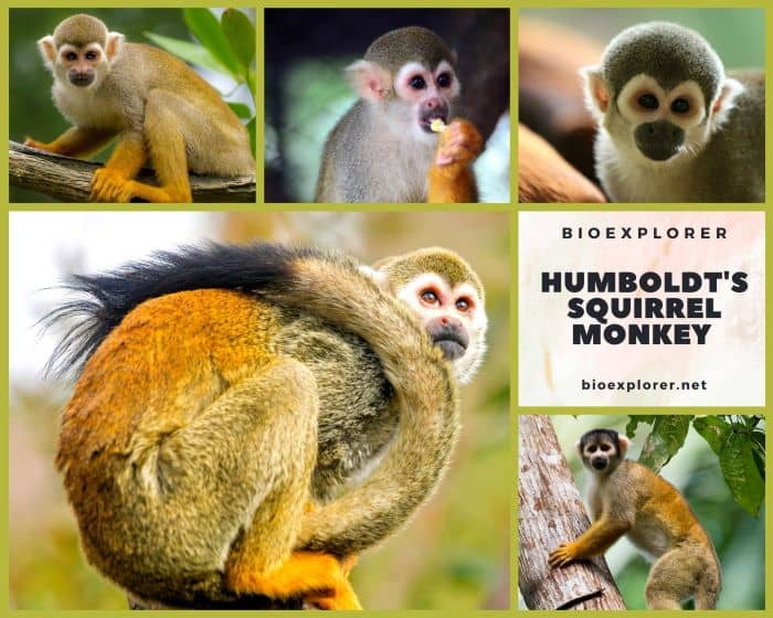 Humboldt's Squirrel Monkey