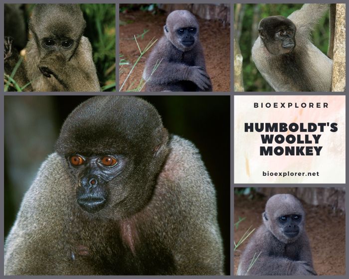 Humboldt's Woolly Monkey
