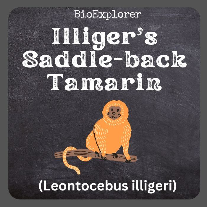 Illiger's Saddle-Back Tamarin