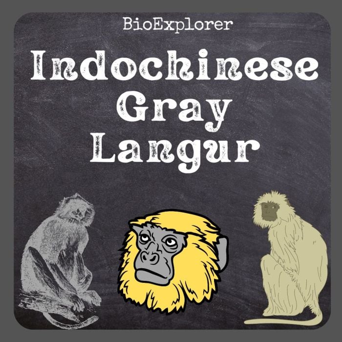 Indochinese Gray Langur