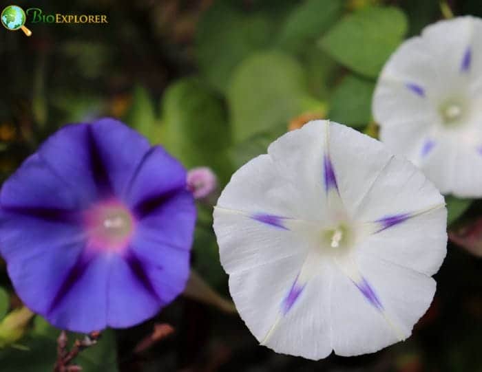 Interesting Facts About Morning Glories