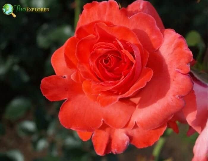Irish Rose Flower