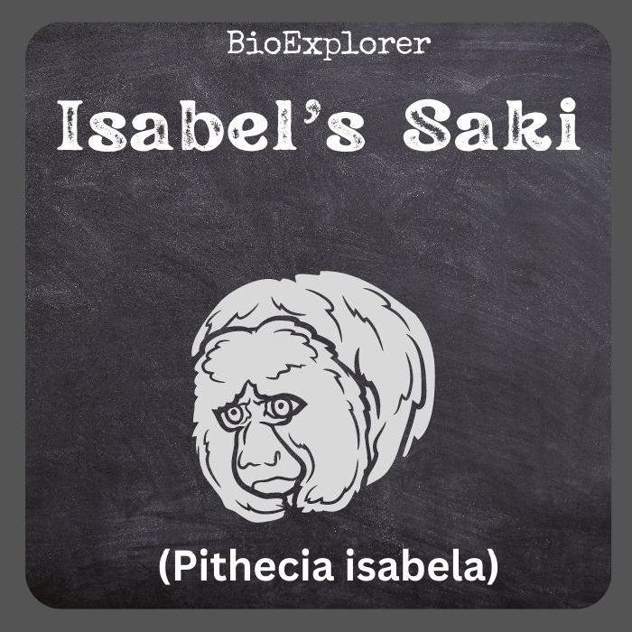 Isabel's Saki
