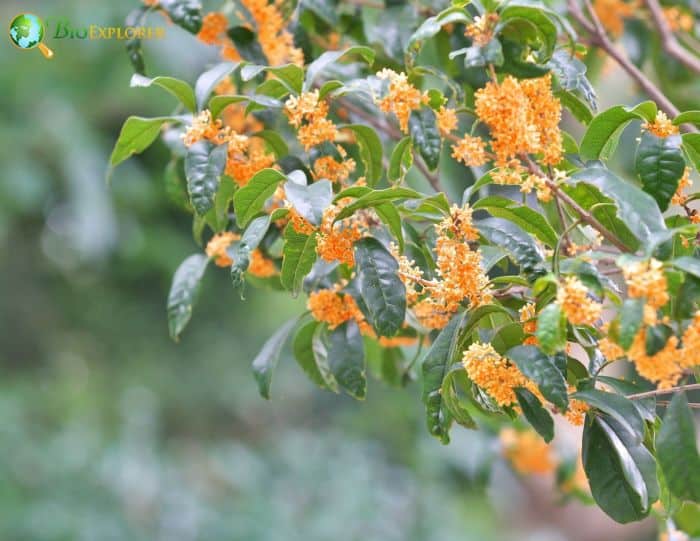 Japanese Orange Osmanthus Plants