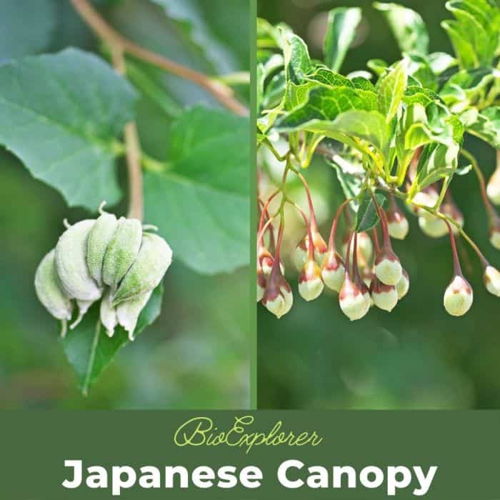 Japanese Snowbell Styrax Japonica Bioexplorer 2620