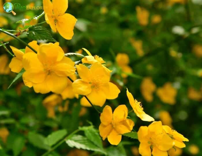 Japanese Kerria Flowers