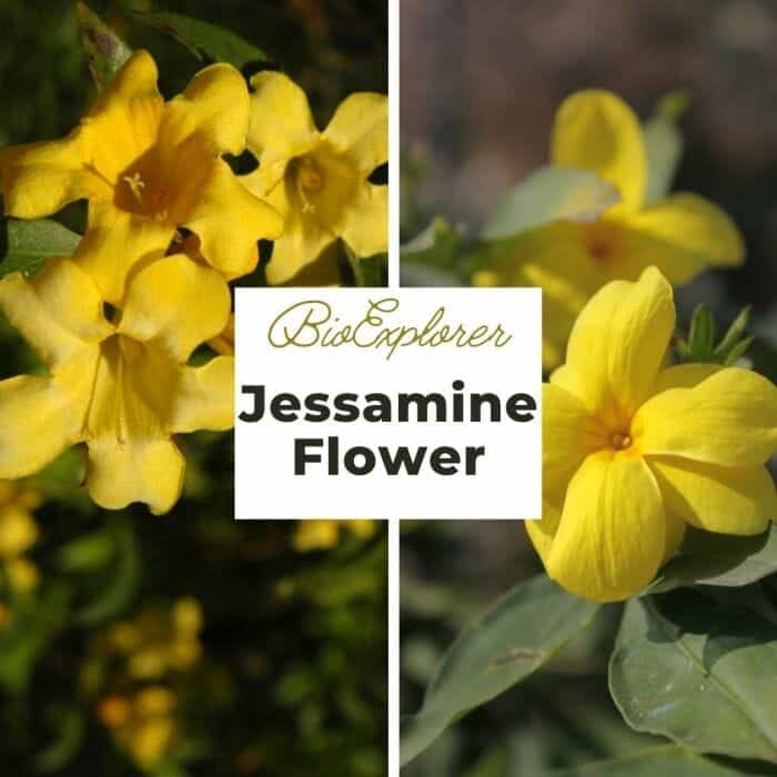 Jessamine