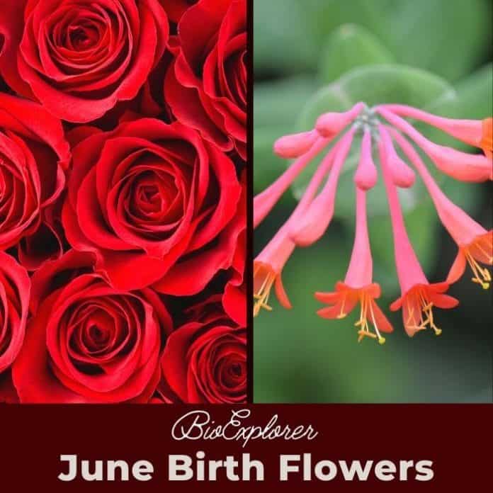 You Searched For June Birth Flower - Bio Explorer