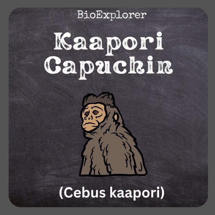 Kaapori Capuchin