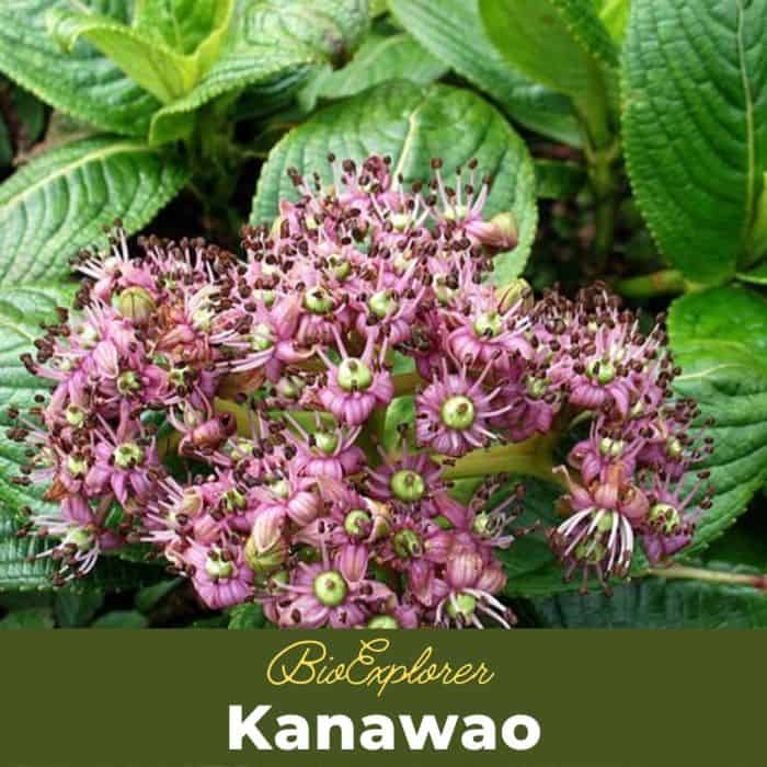 Kanawao Flowers