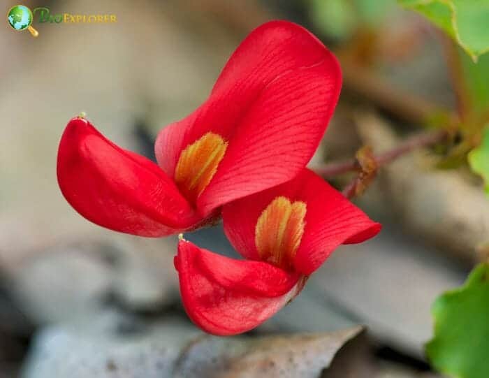 Kennedia Flowers