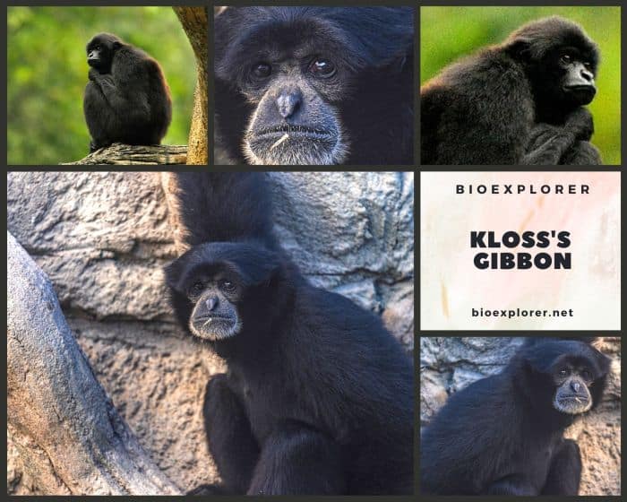 Kloss's Gibbon
