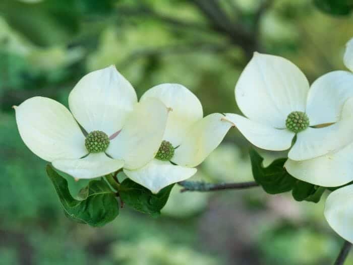 Dogwood Flower | Cornus florida | Kousa Dogwood | Cornelian Cherry