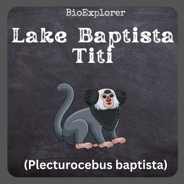 Lake Baptista Titi