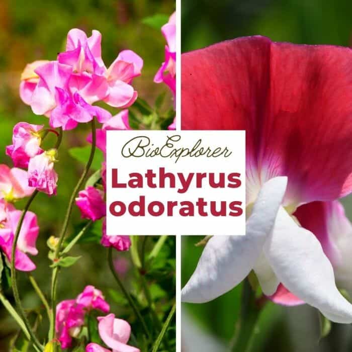 Lathyrus Odoratus