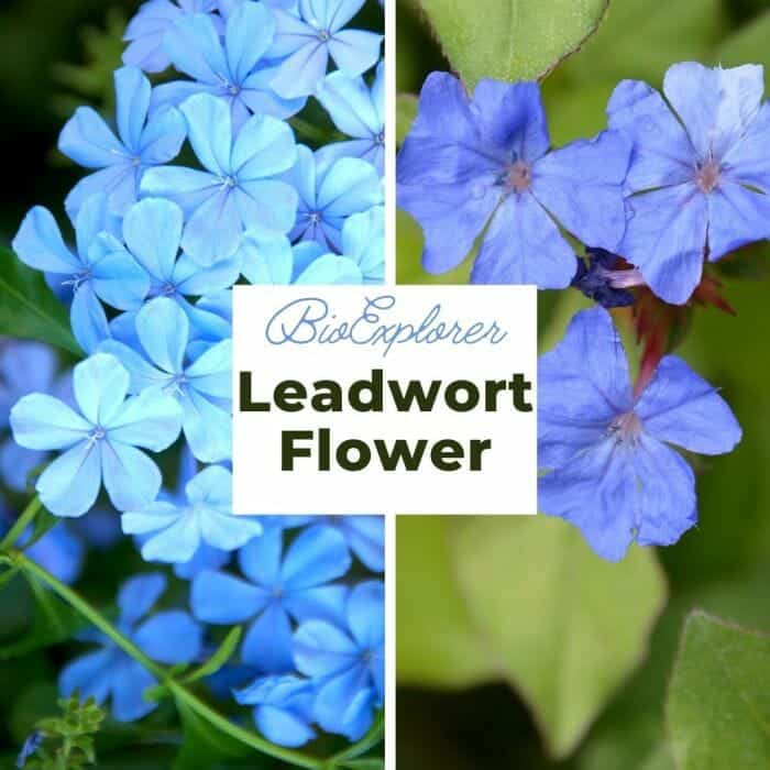 Leadwort