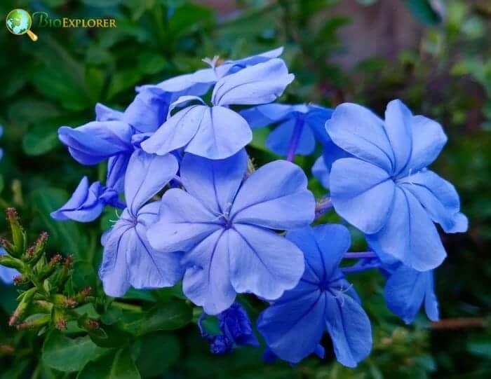 Leadwort Flowers