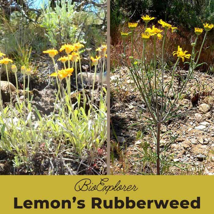 Lemons Rubberweed