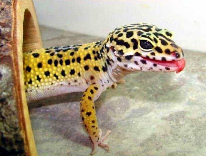 Leopard Gecko Behaviors