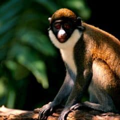 Lesser Spot-nosed Monkey