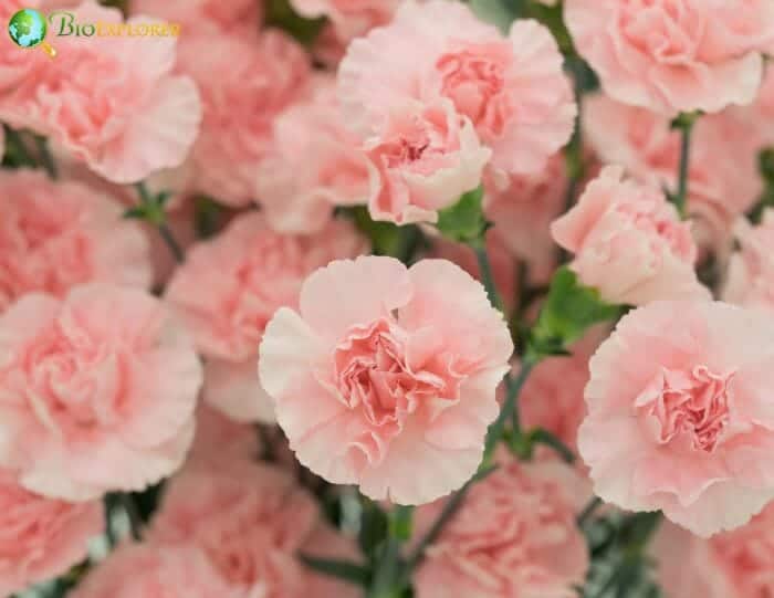 Light Pink Carnation Flowers