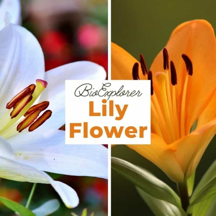 Lily