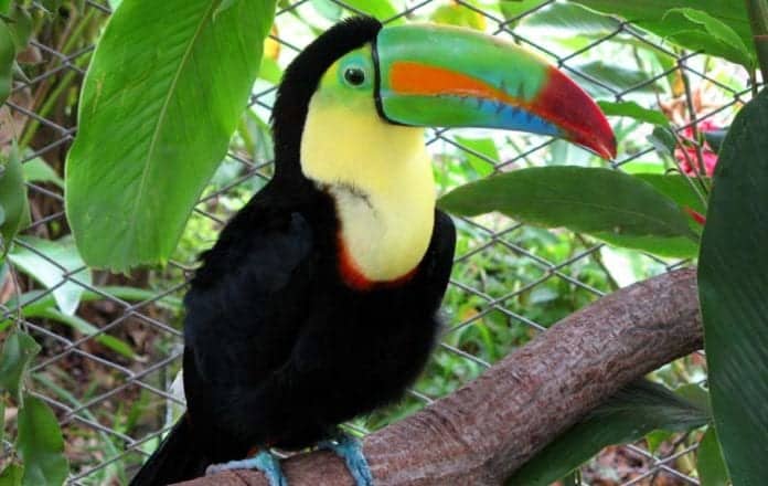 Top 7 Tropical Rainforest Animal Adaptations | Biology Explorer