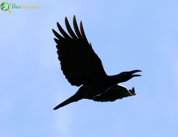 Long Billed Crow