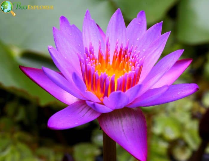 Lotus Flower Historical Significance